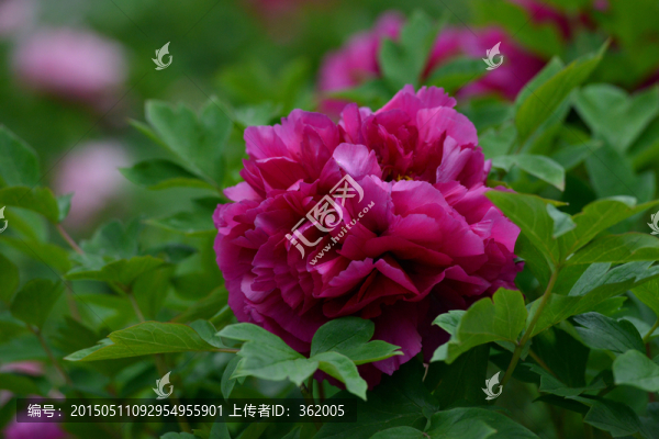 牡丹花