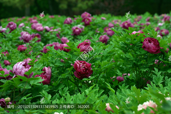 牡丹花