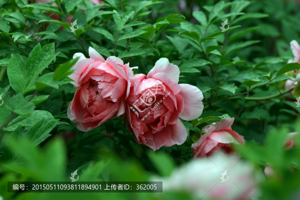 牡丹花