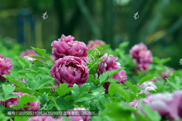 牡丹花