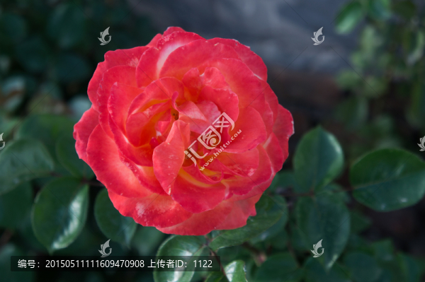 月季花