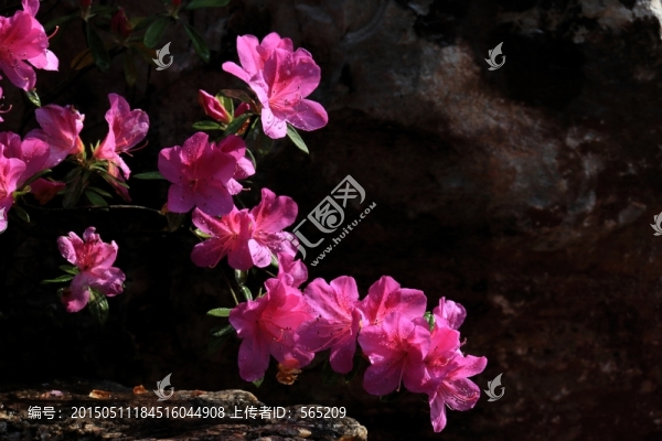 杜鵑花