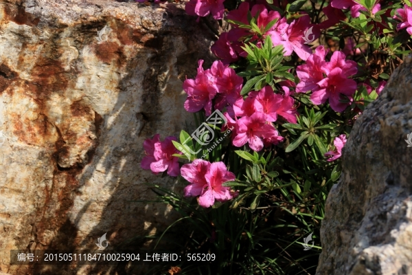 杜鵑花