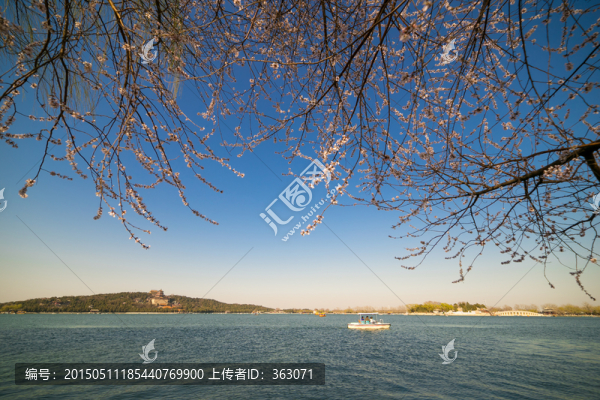春天櫻花盛開的頤和園