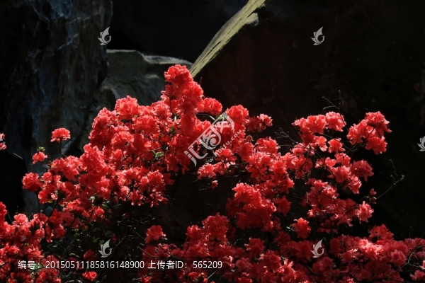 杜鵑花
