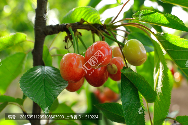 櫻桃樹