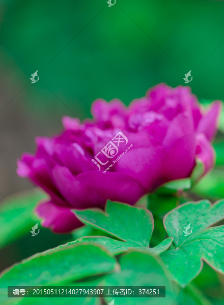 牡丹花