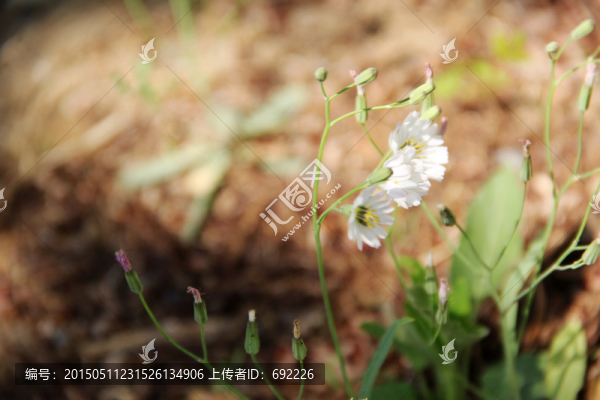 野花