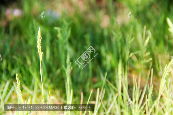 草