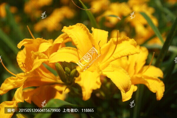 黃色,萱草花,母親花,金針菜