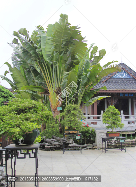 天堂鳥,園林藝術(shù),古建筑