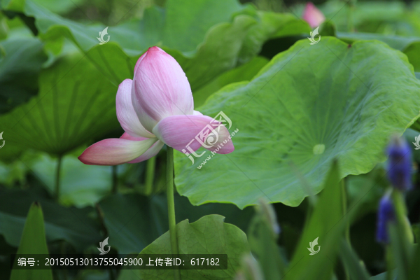 蓮花,荷葉