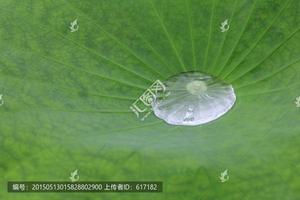 荷葉,水珠