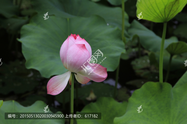 荷花,含苞待放