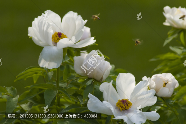 牡丹蜜蜂圖