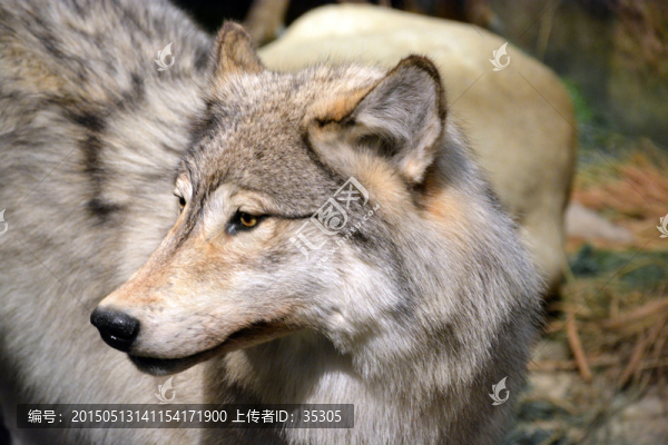 狼狗