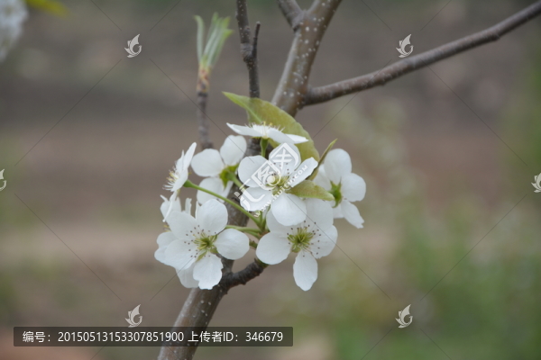 梨花