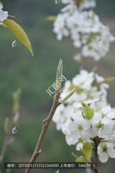 葉芽