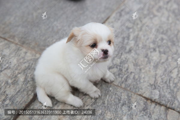 小狗,狗崽