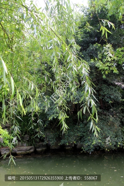 湖邊垂柳