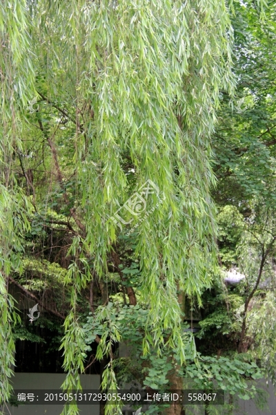 湖邊垂柳