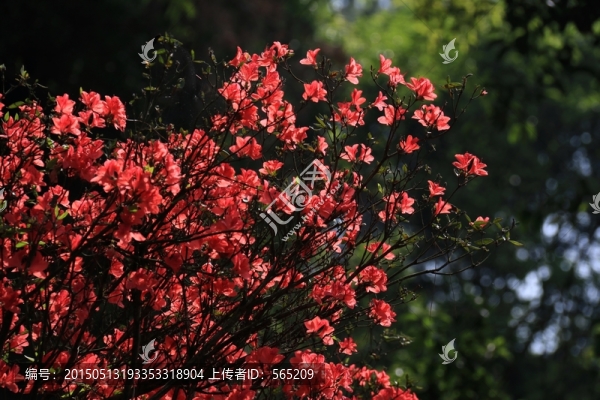 杜鵑花