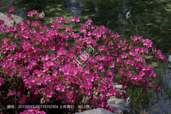 杜鵑花
