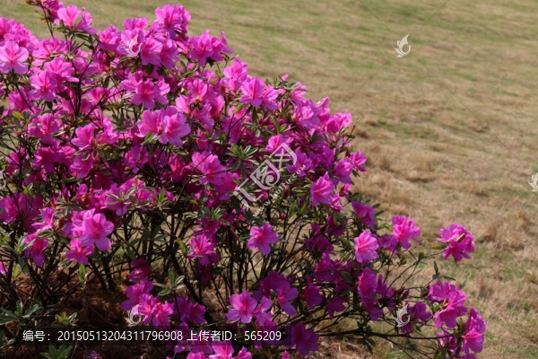 杜鵑花