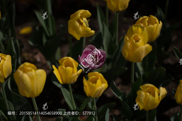 郁金香