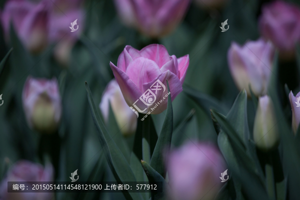 郁金香