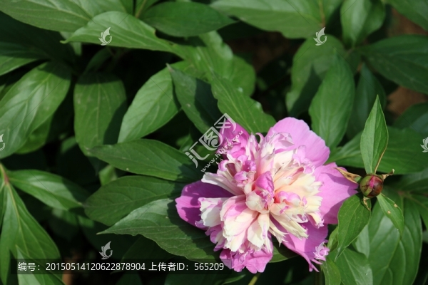 芍藥花