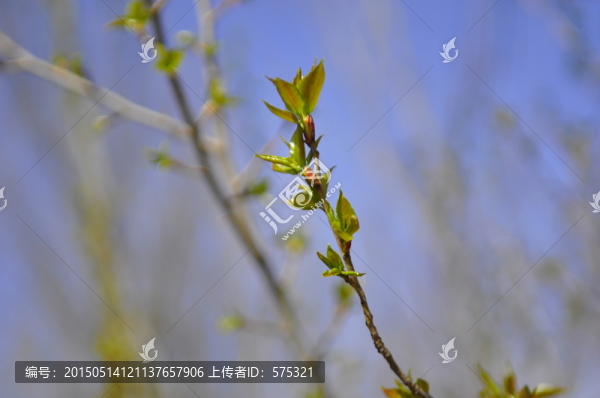 榆樹(shù)發(fā)芽