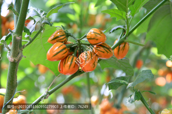多哥彩茄