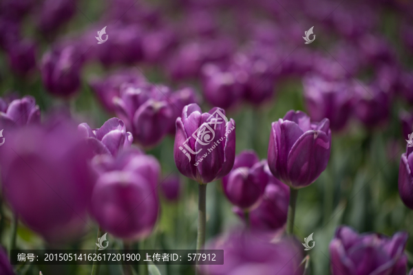 郁金香