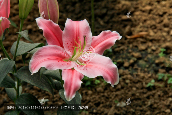 花圃里的粉色百合花
