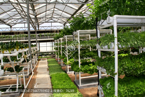 壽光立體栽培蔬菜