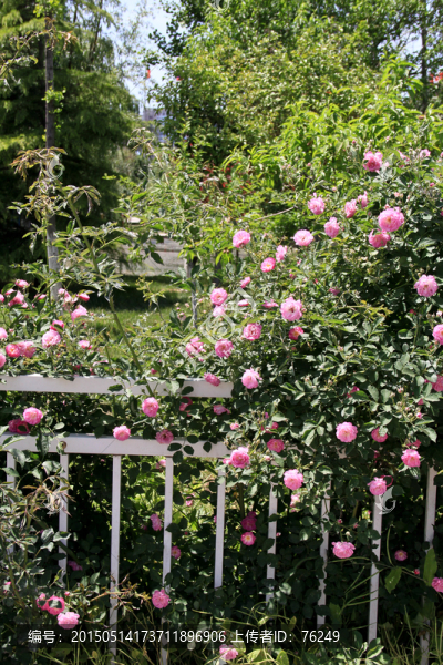薔薇花開