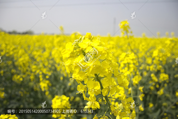 蘇州同里油菜花