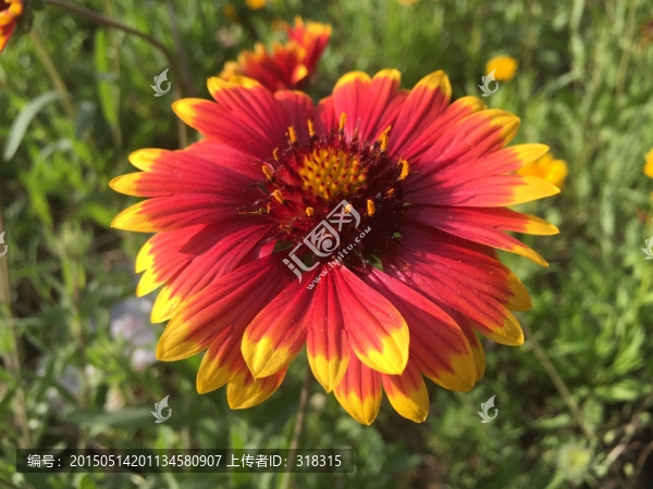 太陽(yáng)花