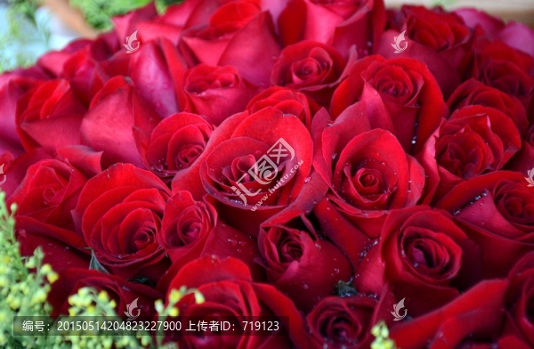 玫瑰鮮花