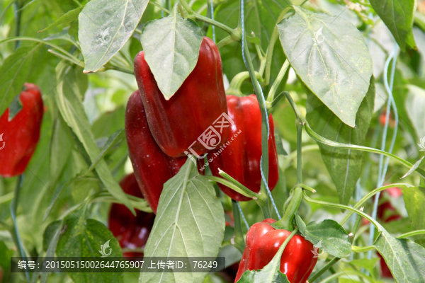 壽光無(wú)土栽培蔬菜彩椒