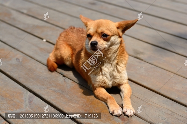 吉娃娃狗