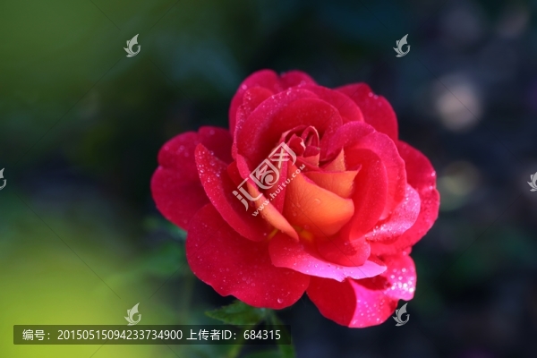 月季花