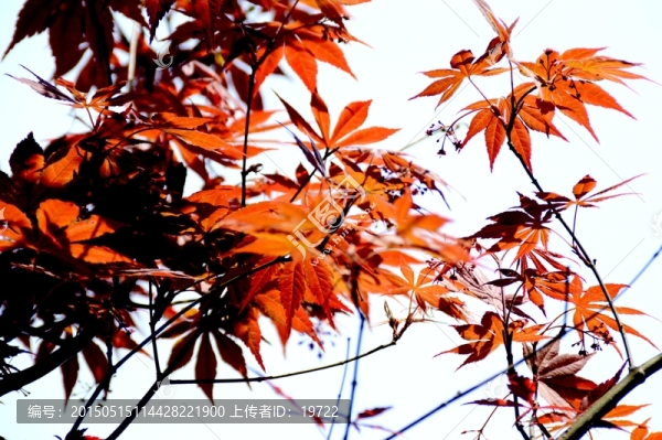 楓葉,楓樹