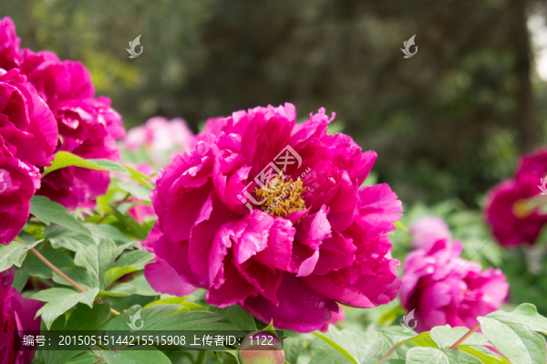 牡丹