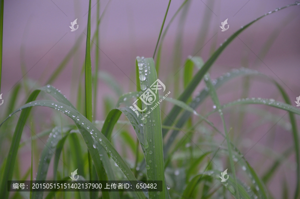 茅草
