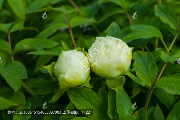 牡丹