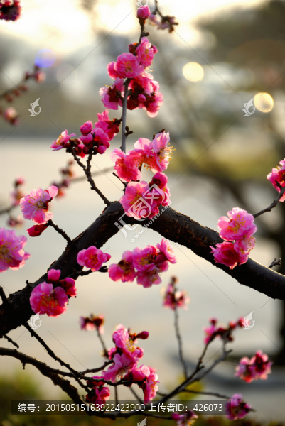 梅花向陽(yáng)開(kāi)
