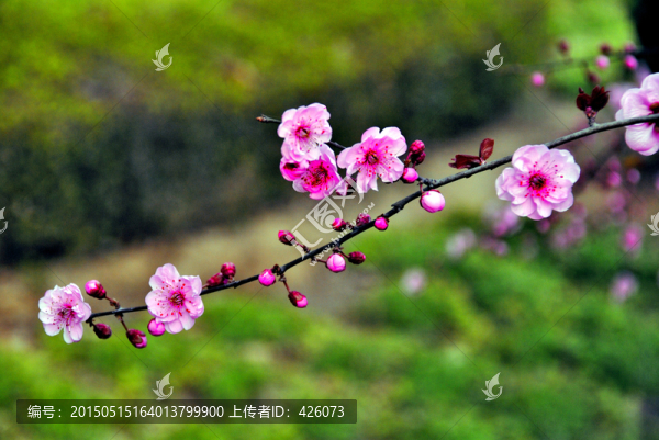 梅花