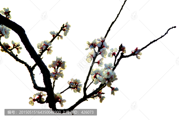 梅花仙骨